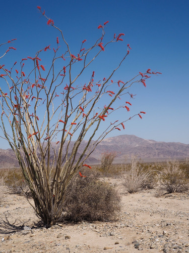 1 Planta De Ocotillo | Arbusto Del Desierto, Colibríes