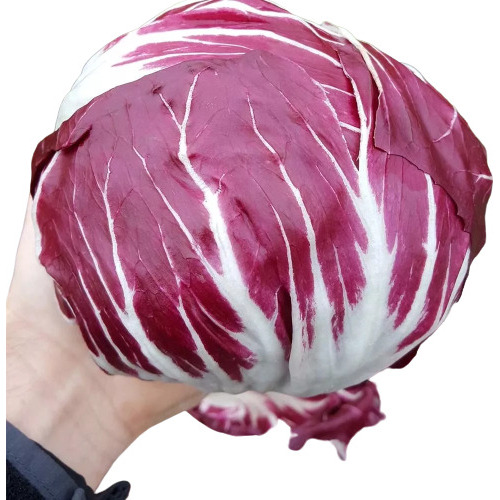 Chicória Vermelha Italiana Radicchio 100 Sementes 