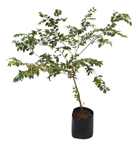 Árbol De Arrayan ( Luma Apiculata )+ Semillas De Regalo