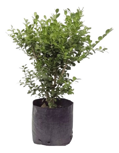 Buxus Boj 3l -  Precio Entregado En Domicilio