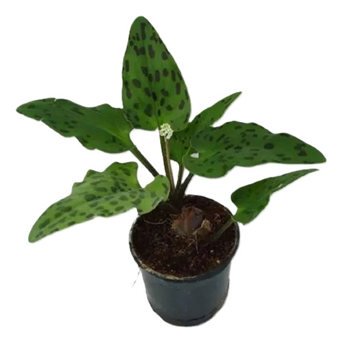 2 X $100 - Plantas Drimiopsis Maculata O Piel De Leopardo