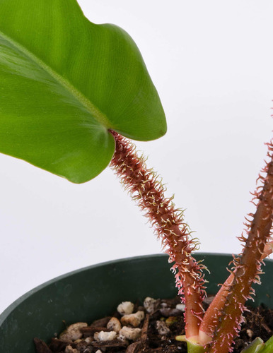 Philodendron Squamiferum Planta Rara Exótica