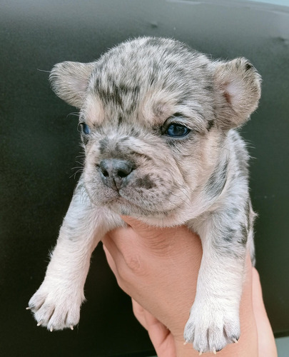 Se Venden Cachorros Bulldog Frances Exoticos Blanco
