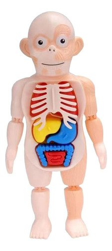 Juguetes Humanos For Niños, Modelo 3d, Anatomía De Órganos .