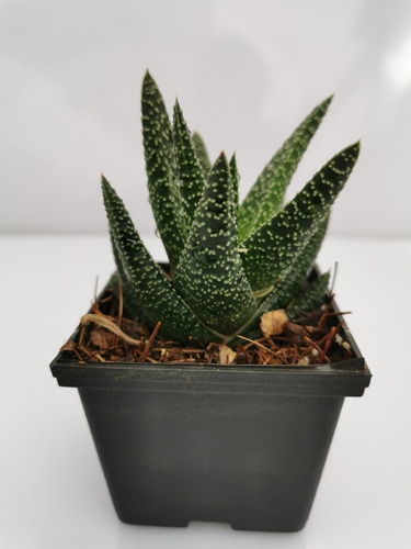 Imagen 6 de 10 de Suculentas Haworthia 32 Pzas 4 Variedades Envio Dhl