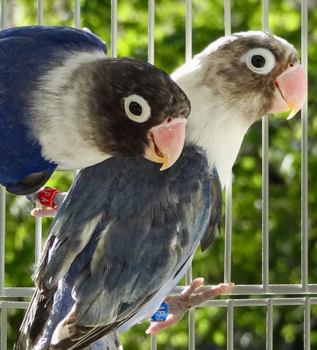 Pareja Inseparable Agapornis Personata. Certificado Sag