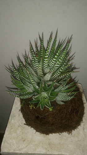 Kokedama Cebra Haworthia Fasciata Da Flores