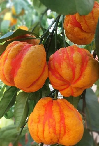 Citrus Aurantium Limón No Semilla Arbolitofrutal Exótico 