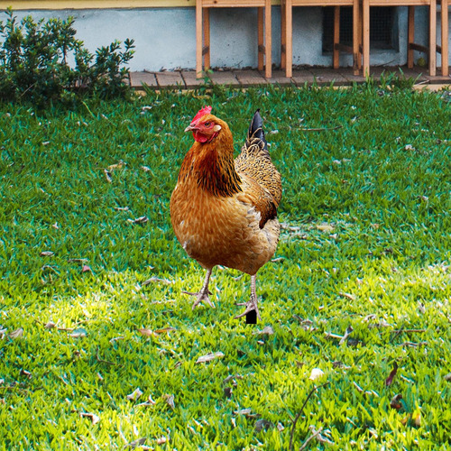 Estatua De Gallina, Estaca De Jardín, 33x15,2x0,1 Cm