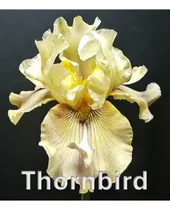 Comprar 3 Rizoma De Lirios Barbados O Iris Germánica Thornbird