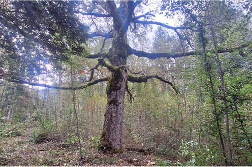 Venta De Terreno En Caburgua