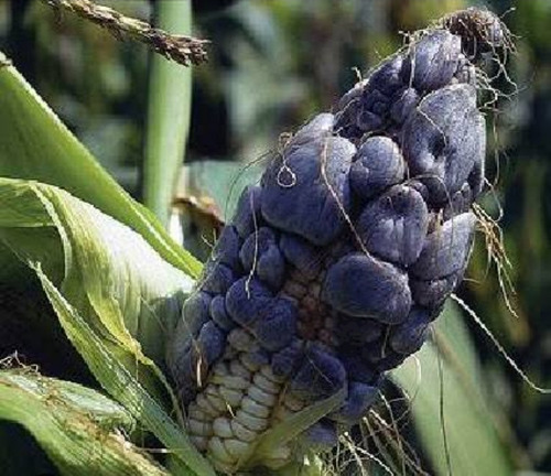 2 Gramos De Esporas De Hongo De Huitlacoche Organicas