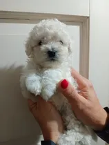 Comprar Cachorros Bichón Frisé
