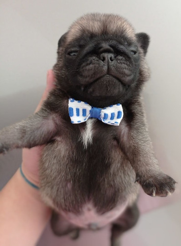 Filhote De Pug