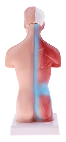 28cm Torso Humano Vísceras Esqueleto Cuerpo Corazón