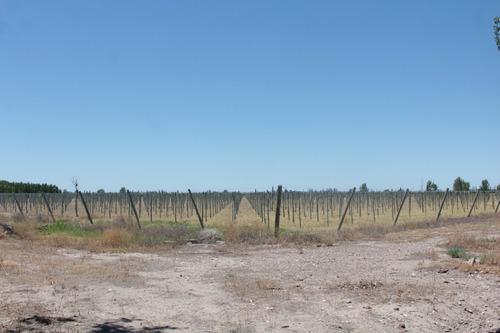 Imagen 15 de 30 de Vendo Finca 57 Hectareas Con Dos Perforaciones En Goudge- San Rafael