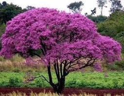 Ipê Roxo Árvore 500 Sementes P Mudas Plantas Flores Árvores | Parcelamento  sem juros