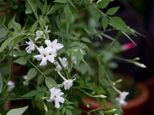 Jazmín Morisco (jazminum Officinale) Envió Gratis
