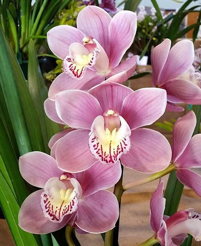 Orquídeas Cymbidiuns Adultas - Varias Cores A Escolher