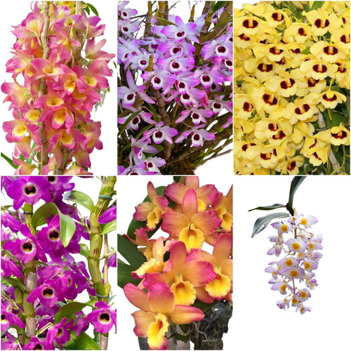 12 Mudas De Orquidea Dendrobium Promocao Frete Grátis