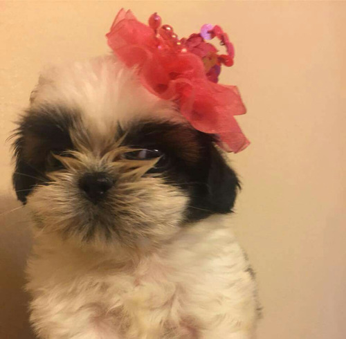 Shih-tzu Fêmea