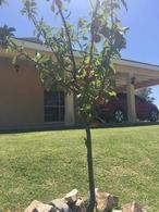 Imagen 10 de 13 de Casa - Campos Daromy