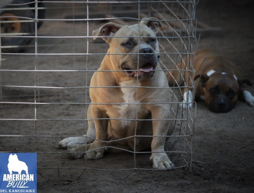 American Bully