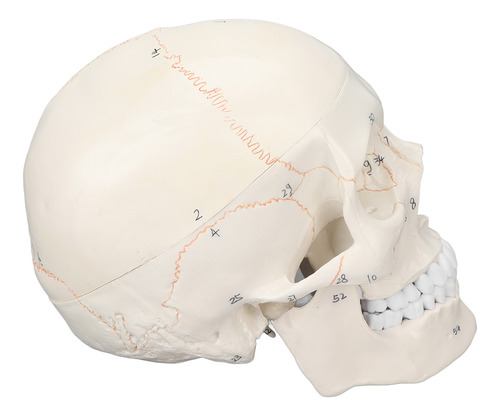 Modelo Anatómico De Cráneo Humano Adulto, Tamaño Natural, Mu