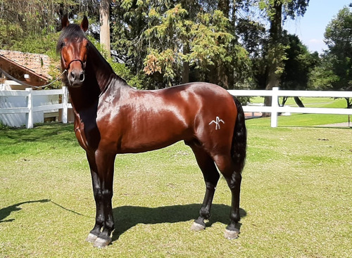 Caballo Potro Semental Español Maquila