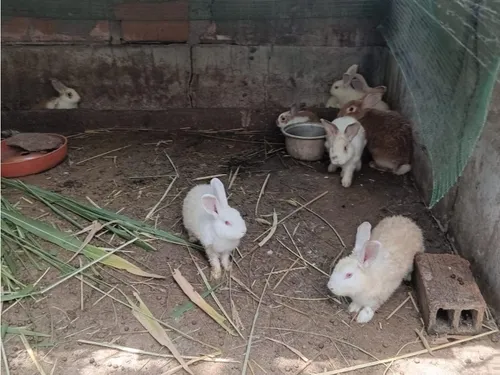Venta Finca El Limonar Ebéjico