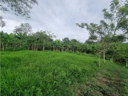 Finca Para La Venta Entre Quimbaya Y Filandia Con Excelenteubicación
