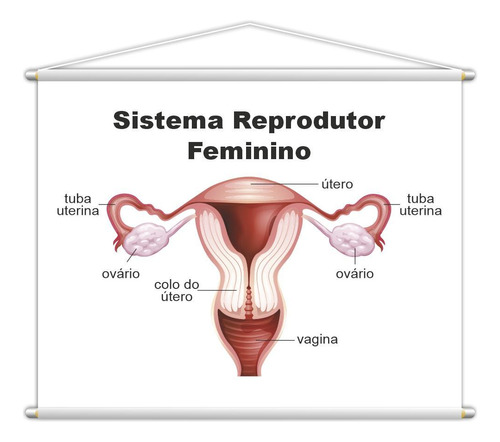 Sistema Reprodutor Feminino Banner Escolar 130x100cm