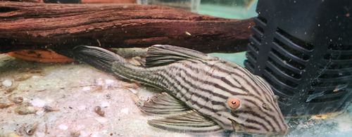 Pez Limpiavidrio Panaque L190 Nigrolineatus Importado 14 Cm