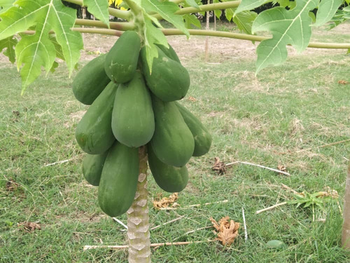 Imagen 10 de 14 de Finca En Yaracuy Municipio Bruzual Cumaripa