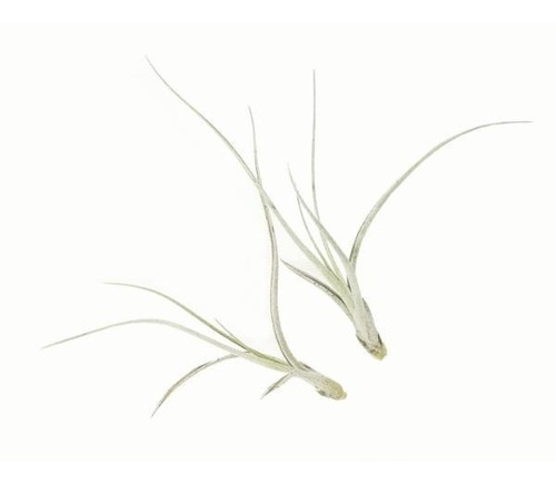 Surtido De 10 Tillandsias De 2-3 Pulgadas