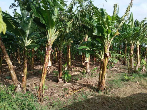 Te Vendo Excelente Finca En Monte Cristi