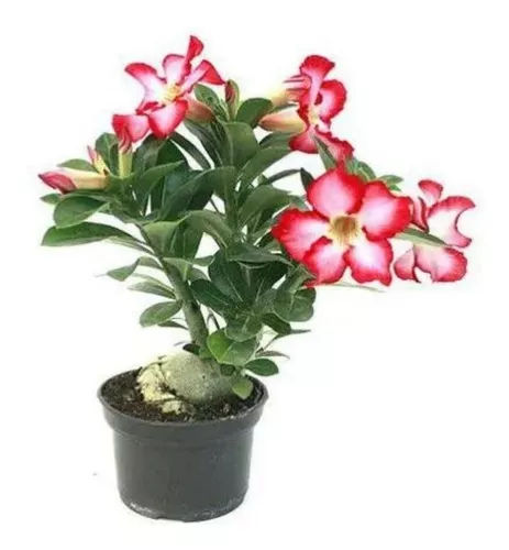 Muda Adulta Rosa Do Deserto (adenium Obesum) Pote 15 | MercadoLivre