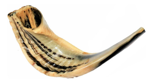 Imagem 7 de 8 de Shofar Chifre De Carneiro De Tocar - 34 A 37 Cm - De Israel