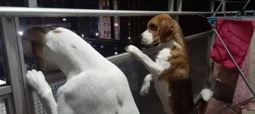 Hola,.!! Soy Un Beagle Y Busco Novia..