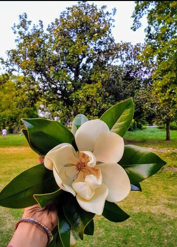 Magnolia Grandiflora 10l Altura 1,50m Z/ Floresta