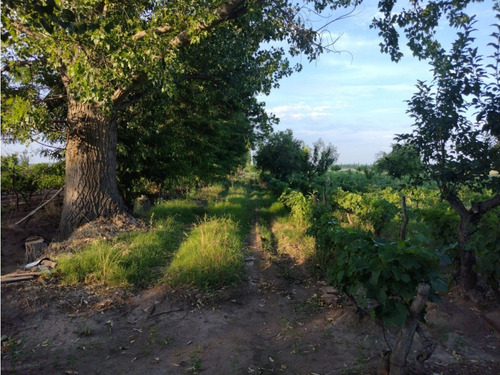 Vendo Finca Viñedos San Rafael Las Paredes