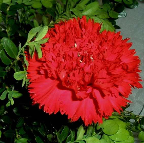 Cravo Chabaudi Vermelho Gigante Sementes Flor Para Mudas | Parcelamento sem  juros