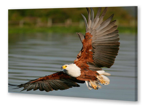 Cuadro 50x75cm Aves Aguila Volando Sobre El Rio Laguna