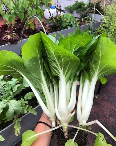 Semillas De Pakchoi Sitopia