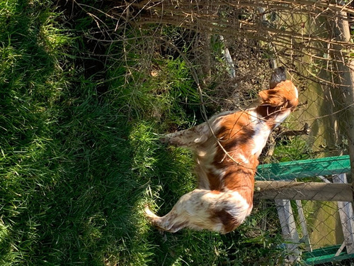 Cachorros Bretones Inscritos