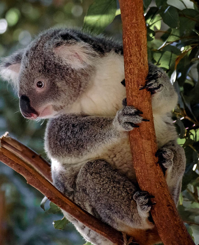 Cuadro 60x90cm Koala Animal Salvaje Naturaleza Hermoso M3