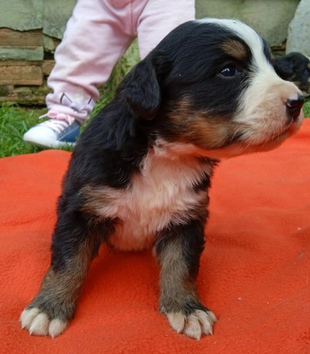 Raza De Perro Bernes De La Montaña Mascotas Medellín