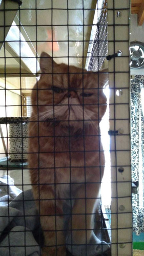 Imagen 2 de 7 de Guarderia De Gatos , Agrandamos Mas Lugares Para Tu Mascota!