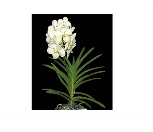 1 Muda Orquidea Vanda Branca Alba | MercadoLivre