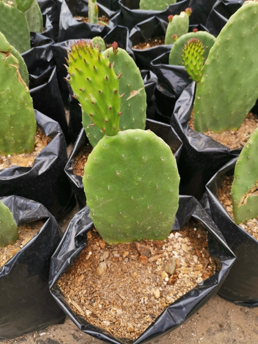 Nopal De Castilla El Comestibleopuntia Ficus Indica (Usado)